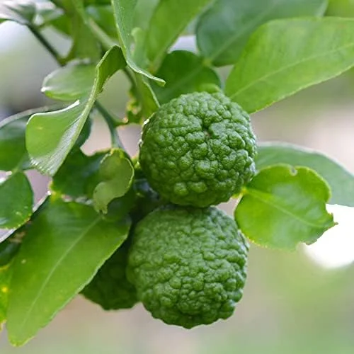 Kaffir Lime Seeds - Makrut Fruit Seeds for Outdoor Gardens - Fragrant Rind, Vitamin C Rich - 3 Pcs Organic - Image 2