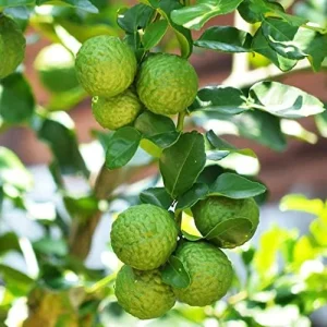 Kaffir Lime Seeds - Makrut Fruit Seeds for Outdoor Gardens - Fragrant Rind, Vitamin C Rich - 3 Pcs Organic - Image 3