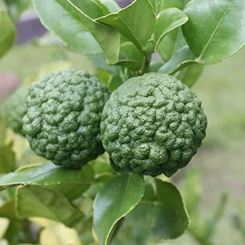 Kaffir Lime Seeds - Makrut Fruit Seeds for Outdoor Gardens - Fragrant Rind, Vitamin C Rich - 3 Pcs Organic - Image 4