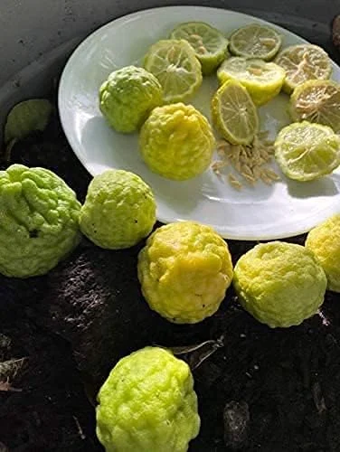 Kaffir Lime Tree Seeds 100 Pcs Fresh Warranty, Flower and Fruiting Citrus Hystrix