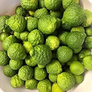 Alternative view of Kaffir Lime Tree Seeds 100 Pcs Fresh Warranty, Flower and Fruiting Citrus Hystrix
