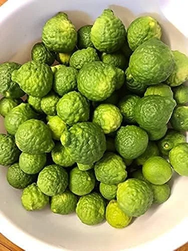 Kaffir Lime Tree Seeds 100 Pcs Fresh Warranty, Flower and Fruiting Citrus Hystrix - Image 2