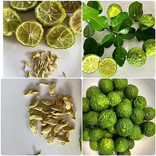 Kaffir Lime Tree Seeds 100 Pcs Fresh Warranty, Flower and Fruiting Citrus Hystrix - Image 4