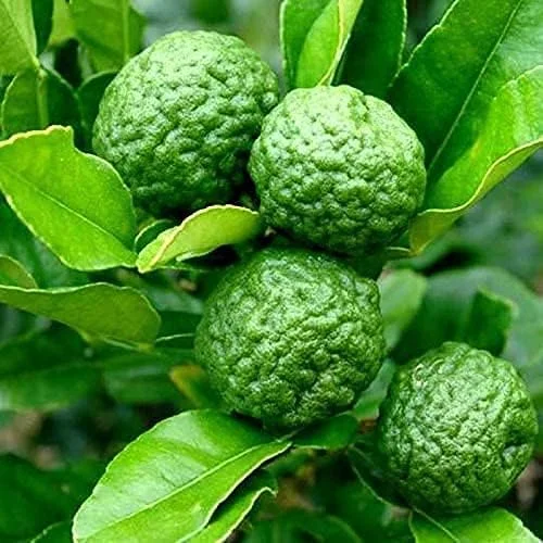 Kaffir Lime Tree Seeds 100 Pcs Fresh Warranty, Flower and Fruiting Citrus Hystrix - Image 6