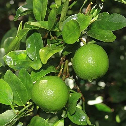 Key Lime Tree Seeds - Citrus aurantifolia - 5 Pack - Premium Flavor for Culinary Use - Image 2
