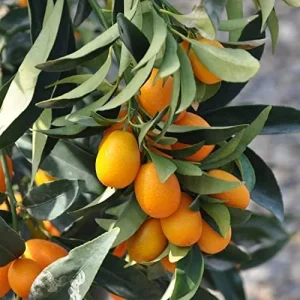 Alternative view of Kumquat Fruit Seeds Citrus Japonica Sweet-Tart Rind Fragrant Flowers Outdoor Garden 5-Count White