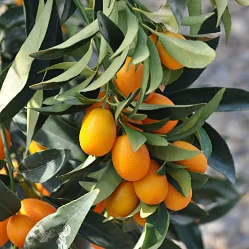 Kumquat Fruit Seeds Citrus Japonica Sweet-Tart Rind Fragrant Flowers Outdoor Garden 5-Count White - Image 2