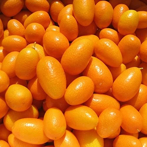Kumquat Fruit Seeds Citrus Japonica Sweet-Tart Rind Fragrant Flowers Outdoor Garden 5-Count White - Image 3