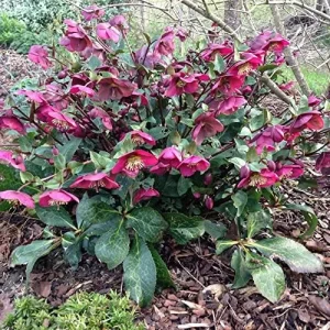 Lenten Rose Seeds Helleborus Orientalis Perennial Flowering Plant Early Blooming Rose 150 Count Organic