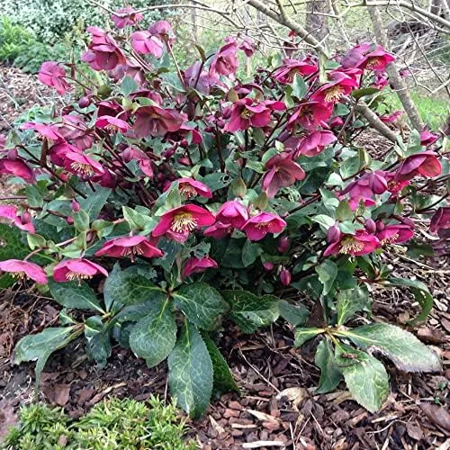Lenten Rose Seeds Helleborus Orientalis Perennial Flowering Plant Early Blooming Rose 150 Count Organic