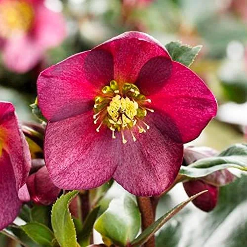 Lenten Rose Seeds Helleborus Orientalis Perennial Flowering Plant Early Blooming Rose 150 Count Organic - Image 3
