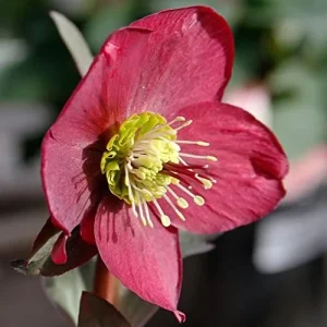 Lenten Rose Seeds Helleborus Orientalis Perennial Flowering Plant Early Blooming Rose 150 Count Organic - Image 4