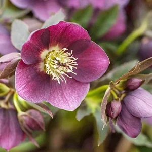 Lenten Rose Seeds Helleborus Orientalis Perennial Flowering Plant Early Blooming Rose 150 Count Organic - Image 5