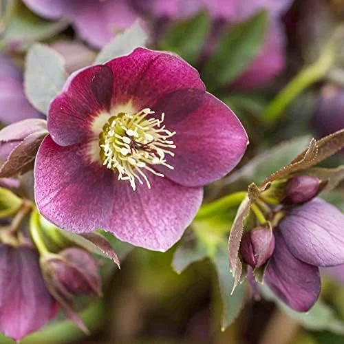 Lenten Rose Seeds Helleborus Orientalis Perennial Flowering Plant Early Blooming Rose 150 Count Organic - Image 5