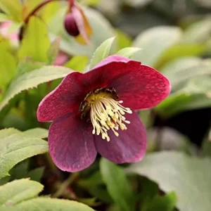 Lenten Rose Seeds Helleborus Orientalis Perennial Flowering Plant Early Blooming Rose 150 Count Organic - Image 6
