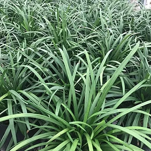 Liriope Seeds Perennial Low Maintenance Ground Cover, Edging Plant, Outdoor, 10 Pcs Grass Seeds, Purple Bloom - Image 2