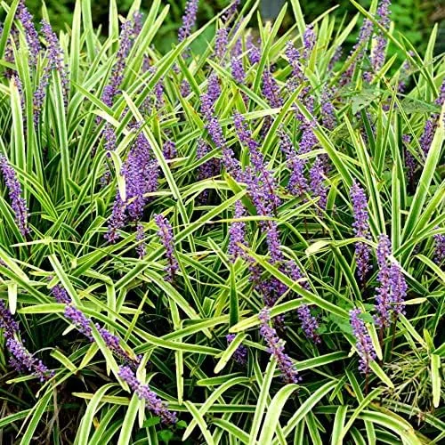 Liriope Seeds Perennial Low Maintenance Ground Cover, Edging Plant, Outdoor, 10 Pcs Grass Seeds, Purple Bloom - Image 3