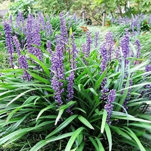 Liriope Seeds Perennial Low Maintenance Ground Cover, Edging Plant, Outdoor, 10 Pcs Grass Seeds, Purple Bloom - Image 4