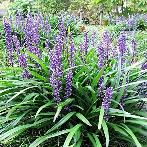 Liriope Seeds Perennial Low Maintenance Ground Cover, Edging Plant, Outdoor, 10 Pcs Grass Seeds, Purple Bloom - Image 4