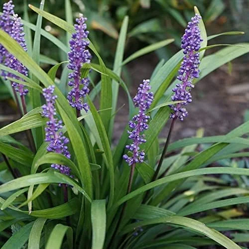 Liriope Seeds Perennial Low Maintenance Ground Cover, Edging Plant, Outdoor, 10 Pcs Grass Seeds, Purple Bloom - Image 5
