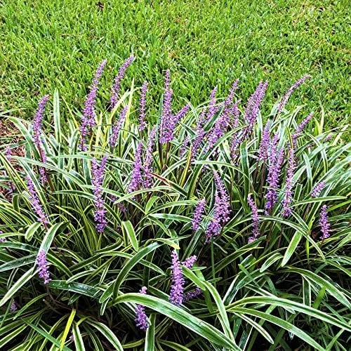 Liriope Seeds Perennial Low Maintenance Ground Cover, Edging Plant, Outdoor, 10 Pcs Grass Seeds, Purple Bloom - Image 6