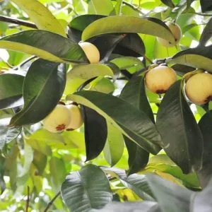Alternative view of Mangosteen Seeds 90 Count Sweet Evergreen Tropical Fruit Seeds for Garden Backyard Outdoor GMO Free Brown