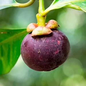 Mangosteen Seeds 90 Count Sweet Evergreen Tropical Fruit Seeds for Garden Backyard Outdoor GMO Free Brown - Image 3