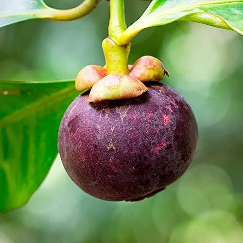 Mangosteen Seeds 90 Count Sweet Evergreen Tropical Fruit Seeds for Garden Backyard Outdoor GMO Free Brown - Image 3
