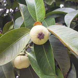 Mangosteen Seeds 90 Count Sweet Evergreen Tropical Fruit Seeds for Garden Backyard Outdoor GMO Free Brown - Image 4