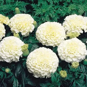 Alternative view of Marigold Seeds Annual Flower White Yellow 35 Pcs Attract Butterflies Hummingbirds Fragrant Deer Drought Tolerant