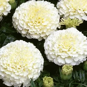 Marigold Seeds Annual Flower White Yellow 35 Pcs Attract Butterflies Hummingbirds Fragrant Deer Drought Tolerant - Image 3