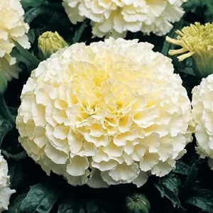 Marigold Seeds Annual Flower White Yellow 35 Pcs Attract Butterflies Hummingbirds Fragrant Deer Drought Tolerant - Image 4