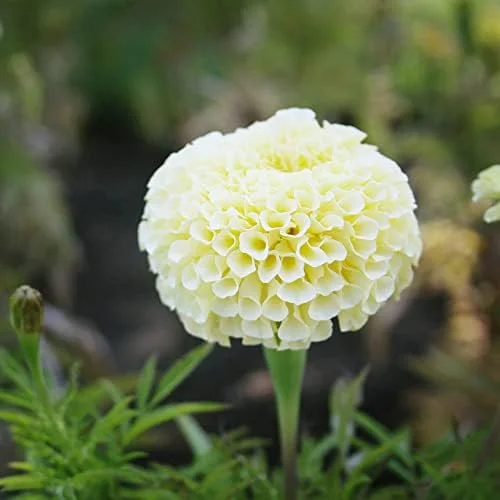 Marigold Seeds Annual Flower White Yellow 35 Pcs Attract Butterflies Hummingbirds Fragrant Deer Drought Tolerant - Image 5