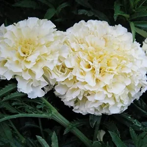 Marigold Seeds Annual Flower White Yellow 35 Pcs Attract Butterflies Hummingbirds Fragrant Deer Drought Tolerant - Image 6