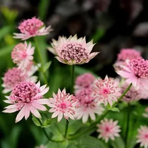 Alternative view of Masterwort Seeds Pink Perennial Flower Seeds 30 Pcs for Outdoor Gardens & Floral Arrangements