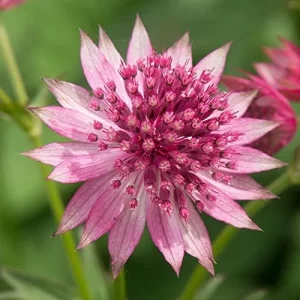 Masterwort Seeds Pink Perennial Flower Seeds 30 Pcs for Outdoor Gardens & Floral Arrangements - Image 3
