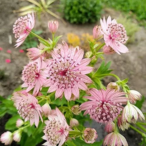 Masterwort Seeds Pink Perennial Flower Seeds 30 Pcs for Outdoor Gardens & Floral Arrangements - Image 4