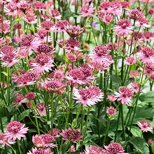 Masterwort Seeds Pink Perennial Flower Seeds 30 Pcs for Outdoor Gardens & Floral Arrangements - Image 5