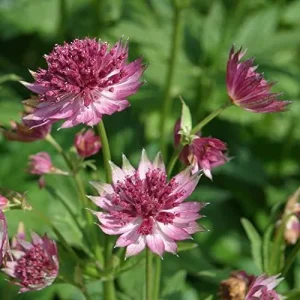Masterwort Seeds Pink Perennial Flower Seeds 30 Pcs for Outdoor Gardens & Floral Arrangements - Image 6
