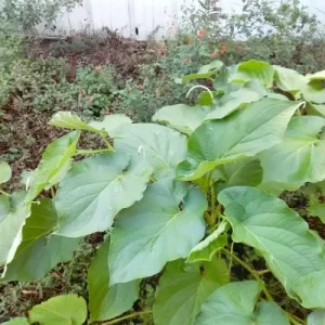 Mexican Pepperleaf Seeds 20Pcs Root Beer Plant Tropical Perennial Climbing Vine Green White GMO Free