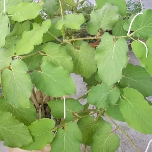 Alternative view of Mexican Pepperleaf Seeds 20Pcs Root Beer Plant Tropical Perennial Climbing Vine Green White GMO Free