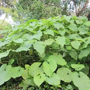 Mexican Pepperleaf Seeds 20Pcs Root Beer Plant Tropical Perennial Climbing Vine Green White GMO Free - Image 3