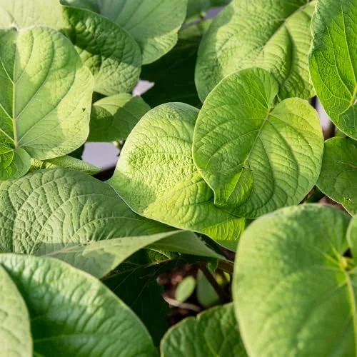 Mexican Pepperleaf Seeds 20Pcs Root Beer Plant Tropical Perennial Climbing Vine Green White GMO Free - Image 4
