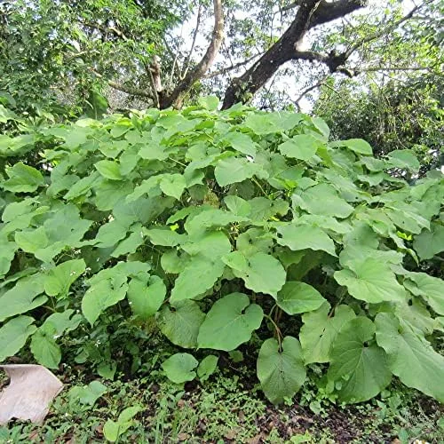 Mexican Pepperleaf Seeds 20Pcs Root Beer Plant Tropical Perennial Climbing Vine Green White GMO Free - Image 5