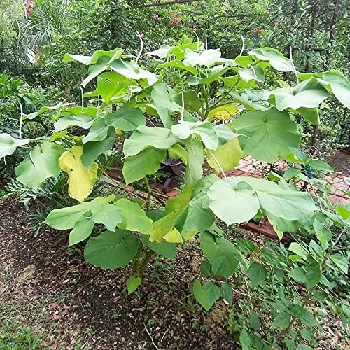 Mexican Pepperleaf Seeds 20Pcs Root Beer Plant Tropical Perennial Climbing Vine Green White GMO Free - Image 6