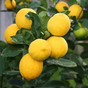 Alternative view of Meyer Lemon Seeds - Edible Skin, Sweet Pulp, Fragrant Flowers, Outdoor, 10 Pcs Fruit Seeds