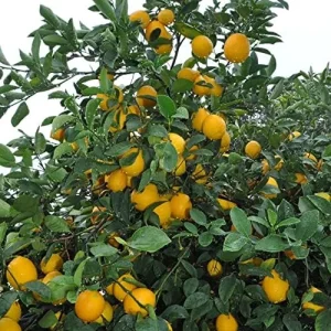 Meyer Lemon Seeds - Edible Skin, Sweet Pulp, Fragrant Flowers, Outdoor, 10 Pcs Fruit Seeds - Image 4