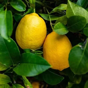 Meyer Lemon Seeds - Edible Skin, Sweet Pulp, Fragrant Flowers, Outdoor, 10 Pcs Fruit Seeds - Image 5