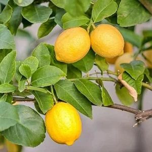 Meyer Lemon Seeds - Edible Skin, Sweet Pulp, Fragrant Flowers, Outdoor, 10 Pcs Fruit Seeds - Image 6