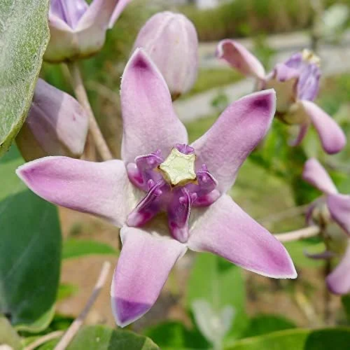 Milkweed Seeds - Perennial Broadleaf Evergreen Plant, Attracts Butterflies, Drought Tolerant, Hedge/Border, Outdoor, 5 Count - Image 2